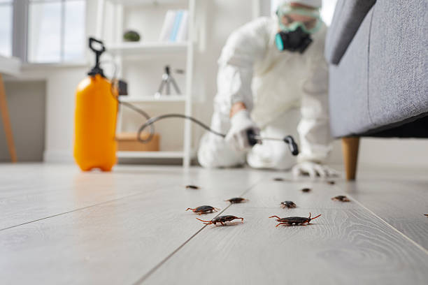 Commercial Rodent Management in Theodore